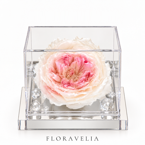 FLORAVELIA Product 06 SKU 01 brand hero